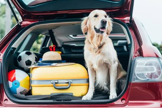 Cat Urine in Your Car: What to Do First